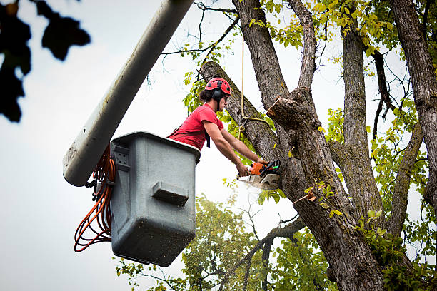 Best Tree Cabling and Bracing  in Fulton, IL